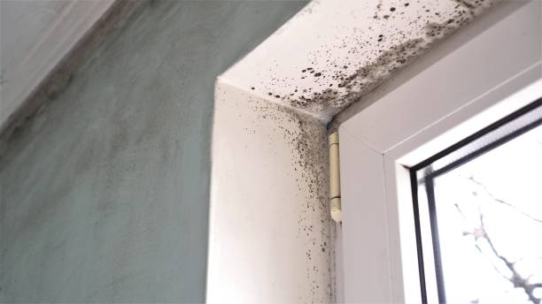 Mold Remediation for Rental Properties in Spring Glen, UT